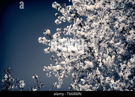 Kirsche Filiale mit einer großen Anzahl von weißen Blüten gegen den blauen Himmel. Stockfoto