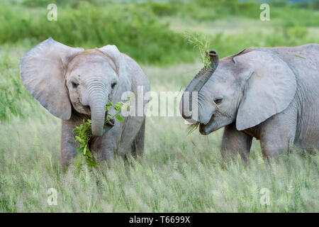 Zwei afrikanischen Elefanten (Loxodonta africana) Baby, Essen und Spielen mit Gras auf Savanne, Amboseli National Park, Kenia. Stockfoto