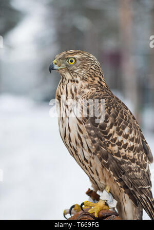 Vogel. Wanderfalken hautnah. Vogel. Falcon. Winter Forest. Stockfoto