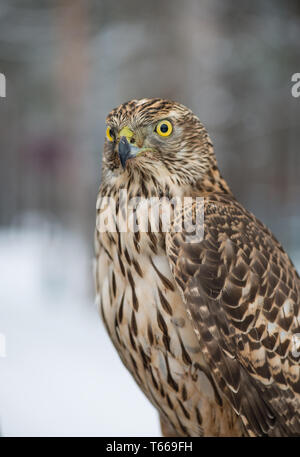 Vogel. Wanderfalken hautnah. Vogel. Falcon. Winter Forest. Stockfoto