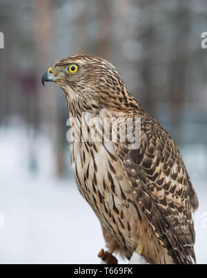 Vogel. Wanderfalken hautnah. Vogel. Falcon. Winter Forest. Stockfoto