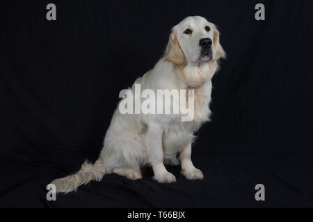 Golden Retriever Hund auf schwarzem Hintergrund, Porträts von Golden Retriever Stockfoto