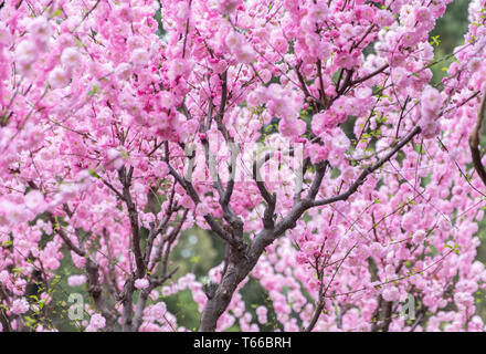 In der Nähe von Rosa Pflaume Blume Blüte am Baum im Frühjahr saisonale, natürlichen Hintergrund. Stockfoto