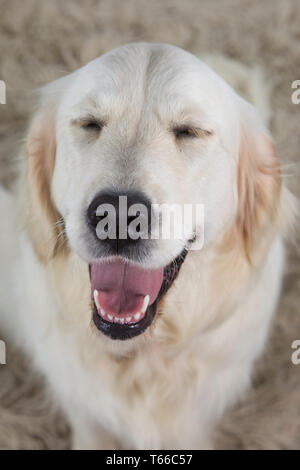 Golden Retriever auf weißem Hintergrund, Porträt von Golden Retriever Stockfoto