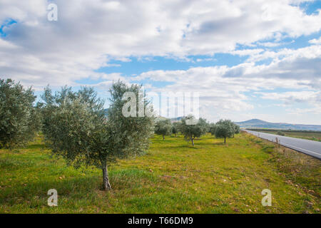 Olivenhaine. Fuente el Fresno, Ciudad Real Provinz, Castilla La Mancha, Spanien. Stockfoto