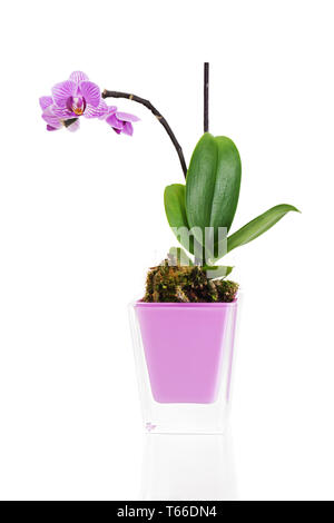 Miniatur orchidee Anordnung Mittelstück in Vase i Stockfoto