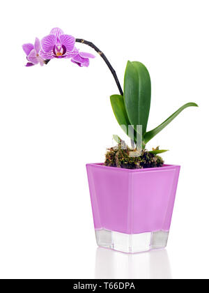 Seltene Miniatur orchidee Anordnung Mittelstück in v Stockfoto