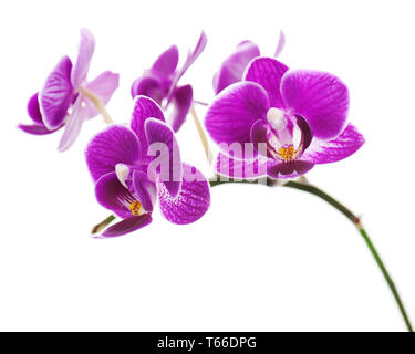 violetten Orchidee isoliert auf weißem Hintergrund Stockfoto