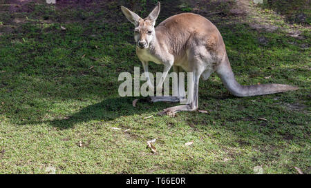 Australische rote Känguru schaut neugierig wie er fotografiert ist, Western Australia Stockfoto