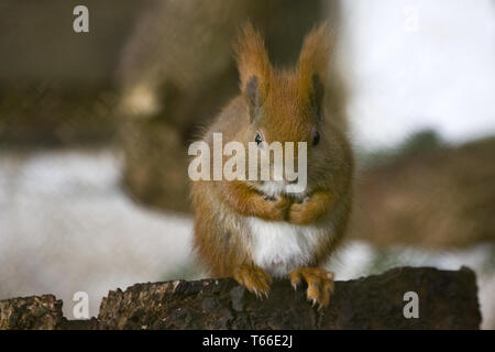 Europäische Eichhörnchen, sciuridae Stockfoto