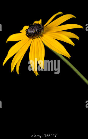 Coneflower [Gattung Rudbeckia, Ratibida, Echinacea] Stockfoto
