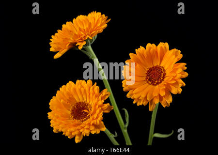Ringelblume, Ruddles, Calendula officinalis, gemeinsame Ringelblume Stockfoto