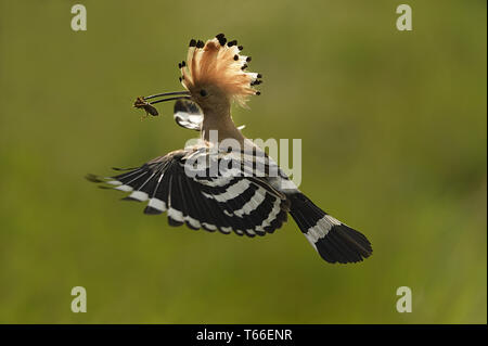 Europäische Bienenfresser Merops apiaster Stockfoto