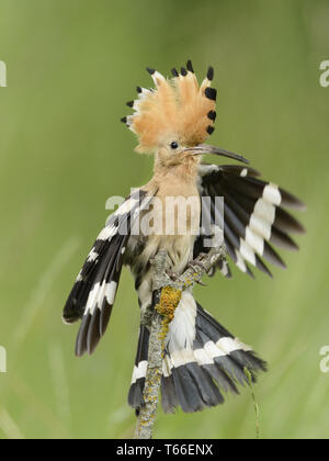 Europäische Bienenfresser Merops apiaster Stockfoto