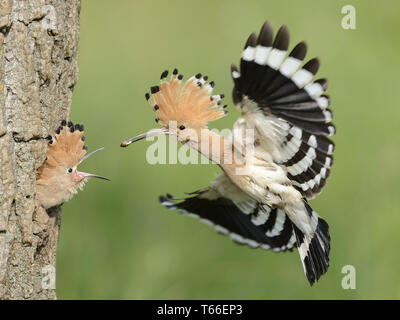 Europäische Bienenfresser Merops apiaster Stockfoto