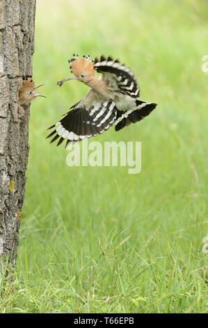 Europäische Bienenfresser Merops apiaster Stockfoto