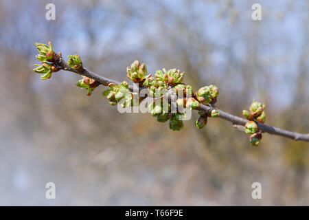 Zweig von Kirschbaum mit geschwollenen Knospen. Die jungen grünen Nieren beginnen, sich auf dem Kirschbaum im frühen Frühjahr zu entwickeln Stockfoto