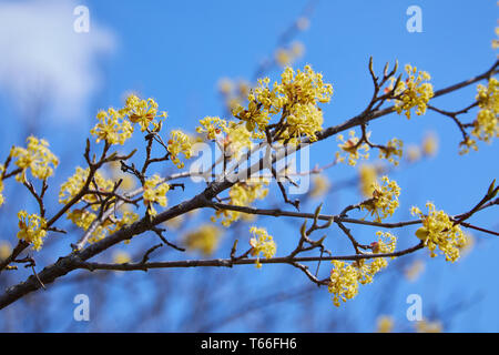 Schöner Zweig mit leuchtend gelben Blüten auf unscharfem naturgrünem Hintergrund. Weiche selektive Makrofokus Kornelkirschblüte (Cornus Mas, Europa Stockfoto