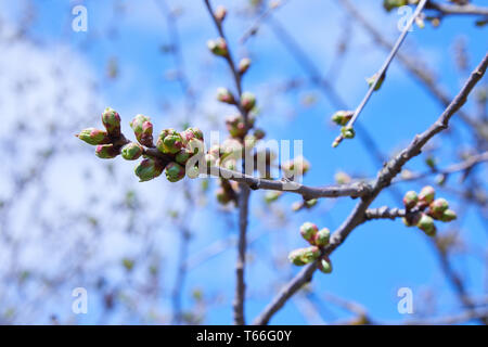 Zweig von Kirschbaum mit geschwollenen Knospen. Die jungen grünen Nieren beginnen, sich auf dem Kirschbaum im frühen Frühjahr zu entwickeln Stockfoto