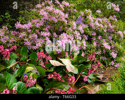 Bergenia 'Bressingham Lachs, teilt sich ein Bett mit der Immergrüne Azaleen, Rhododendron 'Koromo shikibu' in einem spring garden Stockfoto