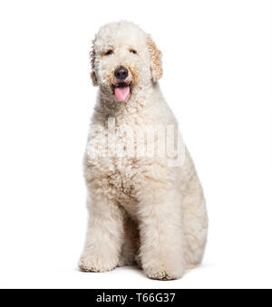 Labradoodle vor weißem Hintergrund sitzen Stockfoto