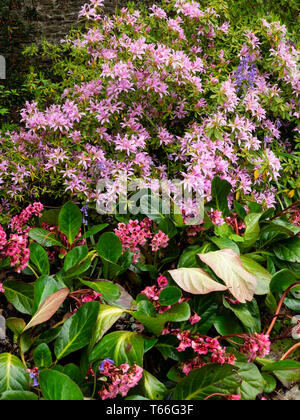 Bergenia 'Bressingham Lachs, teilt sich ein Bett mit der Immergrüne Azaleen, Rhododendron 'Koromo shikibu' in einem spring garden Stockfoto