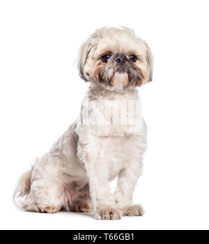 Shih Tzu, Chrysantheme Hund vor weißem Hintergrund sitzen Stockfoto