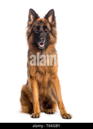 Deutscher Schäferhund vor weißem Hintergrund sitzen Stockfoto