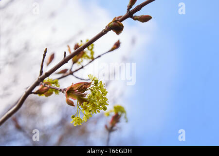 Schöner Zweig mit leuchtend gelben Blüten auf unscharfem naturgrünem Hintergrund. Weiche selektive Makrofokus Kornelkirschblüte (Cornus Mas, Europa Stockfoto