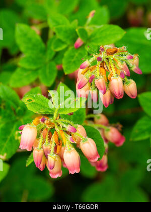 Rot-rosafarbene Frühlingsglockenblüten des kleinen erikalen Torfgartenstrauchs, Rhododendron benhallii „Yvla“ Stockfoto