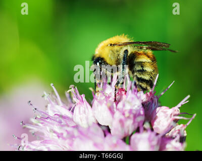 Makroaufnahme der Honigbiene auf blaue Blume. Stockfoto