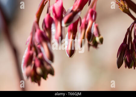 Stengel und Blätter von Campanula pyramidalis californica Anlage Stockfoto