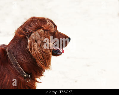 Jagd-Irish Red Setter. Herbstjagd. Stockfoto