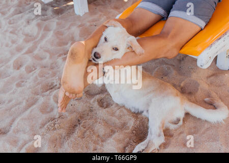 Der Hund Gesicht zwischen die Beine eines Mannes auf die Sonnenbank. Hund am Strand Stockfoto