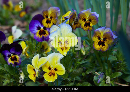 Nahaufnahme von bunten Stiefmütterchen Blume, ist der Garten Stiefmütterchen eine Art von großblütigen Hybrid-Pflanze als Gartenblume kultiviert. Stockfoto