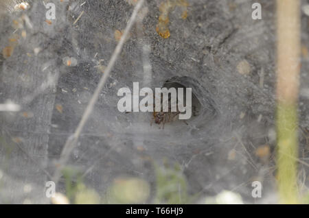 Funnel-Web Spider (Agelena labyrinthica), weiblich, Stockfoto