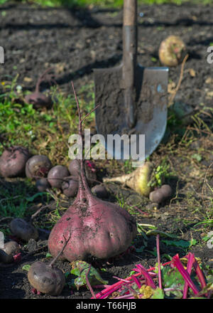 Zuckerrübenwurzelernte im Boden, selektiver Fokus. Rote Bete. Tischrübe. Gartenrüben. Reife Rüben und auf dem Boden im Garten mit einer Schaufel Stockfoto