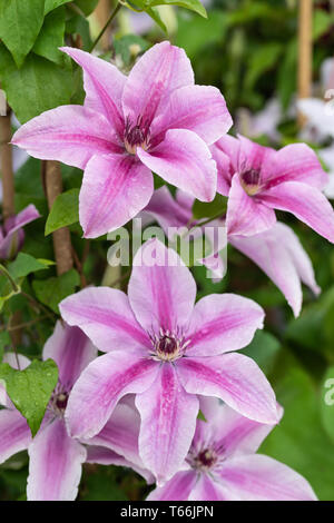 Rosa Clematis Blumen in einem Garten Stockfoto