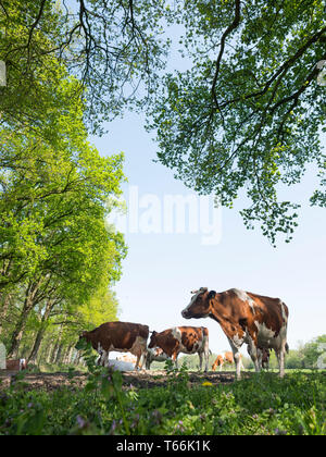 Rot und weiß gefleckte Kühe in meadowvunder frische Blätter der Buche im Frühjahr in den Niederlanden Stockfoto