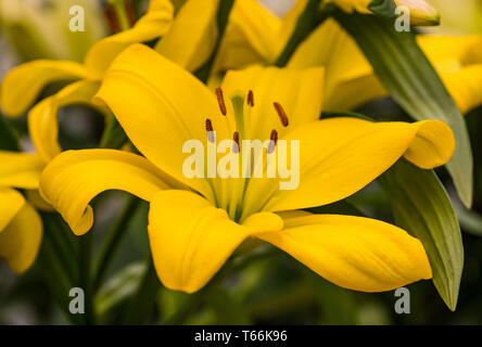 Gelbe Lilie Blume im Garten Stockfoto