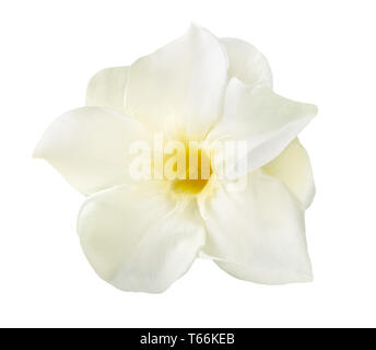 Weißer Oleander Blume auf weißem Hintergrund Stockfoto