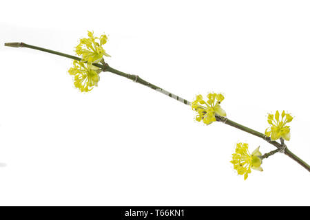 Sorbet, Cornus Mas, carneol Kirsche, cornel Cherry Stockfoto