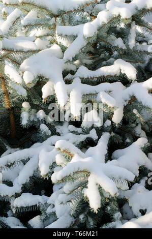 Tannenbaum, schneebedeckte Stockfoto