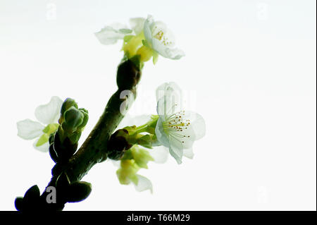 Kirschblüte Stockfoto