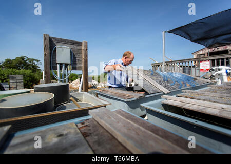 Wissenschaftler Richard Snyder an der ESL Meerwasser Research Lab. Stockfoto