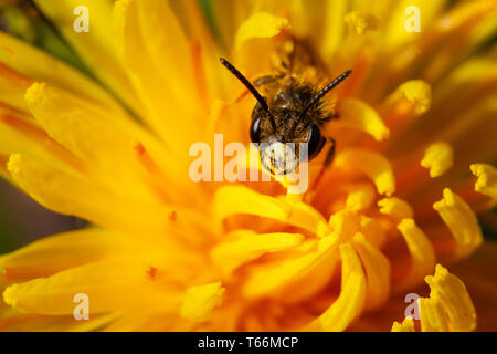 UK Wildlife: Makro Foto eines Hawthorn Bergbau Biene (Andrena chrysosceles) Peering aus der Mitte eines Löwenzahn Blume an einem sonnigen Tag Stockfoto