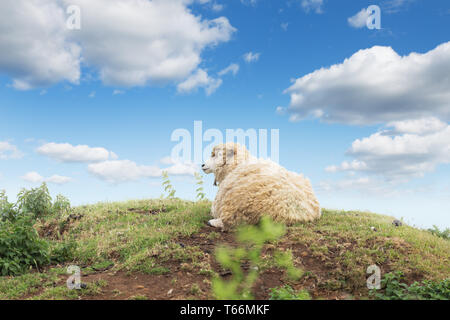 Idillic Landschaft mit Schafe, Lämmer, Widder auf eine perfekte saftig grünen Wiesen und Hügel in der Nähe von Ocean Stockfoto