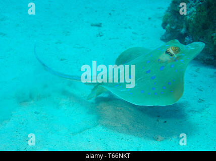 Blue Spotted Stingray oder Blaupunktrochen ribbontail Ray, Taeniura lymma, Schwimmen über sandigen Boden, Rotes Meer, Ägypten Stockfoto