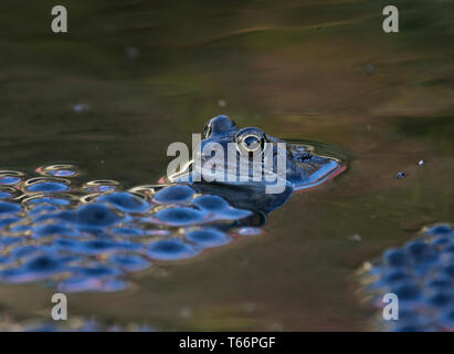 Nach gemeinsamen Frog, Rana temporaria, im Garten Teich, umgeben von frogspawn, Großbritannien Stockfoto