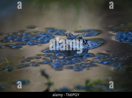 Nach gemeinsamen Frog, Rana temporaria, Gartenteich, Paarung, umgeben von frogspawn, Großbritannien Stockfoto